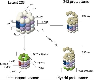 Visualizing Proteasome Activity and Intracellular Localization Using Fluorescent Proteins and Activity-Based Probes